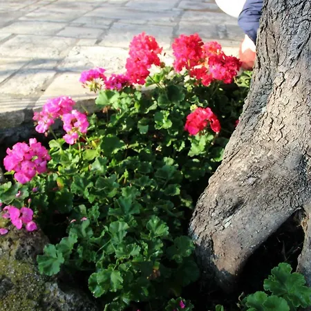 Stone Rose Willa