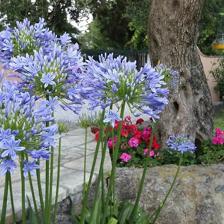Stone Rose Вилла Agios Ioannis (Corfu)